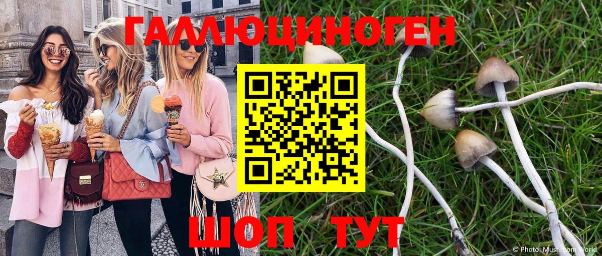 Псилоцибиновые грибы Psilocybe Йошкар-Ола